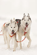 Lenk