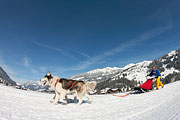Lenk