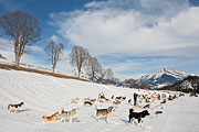 Transalp - Leysin