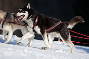 Transalp - Leysin