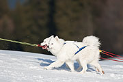 Transalp - Leysin