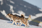 Transalp - Leysin