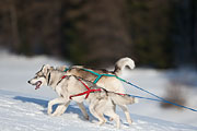 Transalp - Leysin