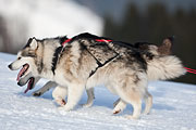 Transalp - Leysin