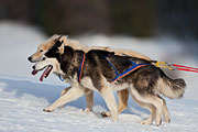 Transalp - Leysin