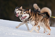 Transalp - Leysin