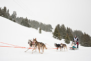 La Grande Odyssée 2010, Benoît Gérard (attelage de  Robert Sorli