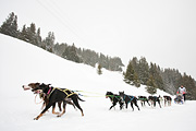 La Grande Odyssée 2010, Daniele Rao