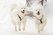 p-f.ch_100306_1316_2087_1D