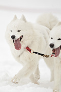 p-f.ch_100306_1359_2366_1D