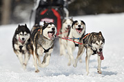 p-f.ch_100307_0954_2462_1D