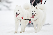 p-f.ch_100307_1218_3542_1D
