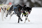 p-f.ch_120217_1305_2188_1D