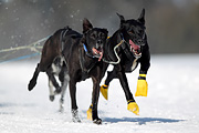 p-f.ch_120218_1159_3175_1D