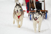 p-f.ch_120121_1424_1114_1D
