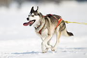 p-f.ch_120211_1140_7068_1D