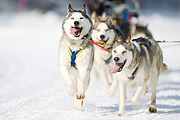 p-f.ch_120211_1155_7185_1D