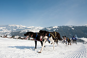 p-f.ch_120211_1216_0758_5D