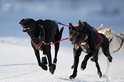 p-f.ch_120211_1249_7445_1D