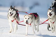 p-f.ch_120211_1254_7504_1D