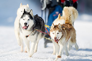 p-f.ch_120211_1256_7530_1D