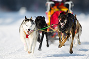 p-f.ch_120211_1302_7638_1D