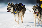 p-f.ch_120211_1318_7798_1D