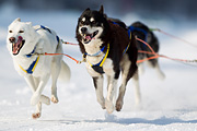 p-f.ch_120211_1319_7810_1D
