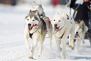 p-f.ch_120211_1330_7973_1D