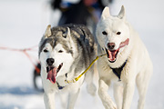 p-f.ch_120211_1346_8204_1D