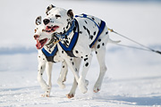 p-f.ch_120211_1356_8261_1D