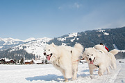 p-f.ch_120211_1405_0810_5D