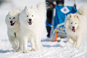 p-f.ch_120211_1421_8524_1D