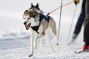 p-f.ch_120212_1038_8956_1D
