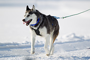 p-f.ch_120212_1046_9051_1D