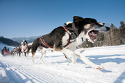 p-f.ch_120212_1108_0888_5D