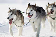p-f.ch_120212_1125_9391_1D
