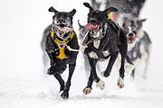 p-f.ch_130223_1611_1292_1D