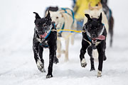p-f.ch_130223_1615_1350_1D