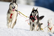 p-f.ch_130216_1443_9469_1D