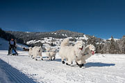 p-f.ch_130210_1121_7391_5D