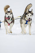 p-f.ch_130309_1306_4659_1D