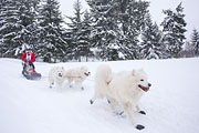p-f.ch_130206_1653_9680_1D