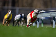 p-f.ch_130414_1532_8560_1D