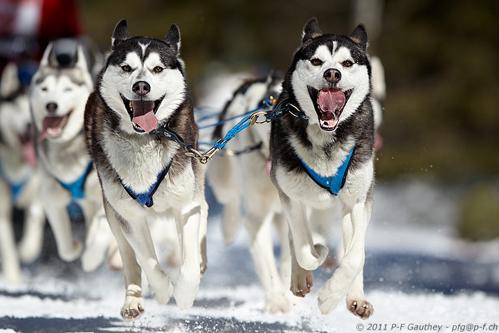 chiens de traineau, Kandersteg 2011