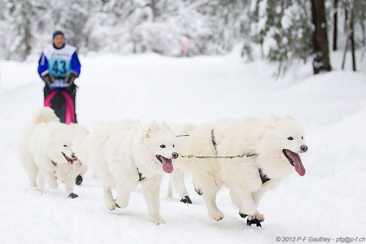 chiens de traîneau Kandersteg