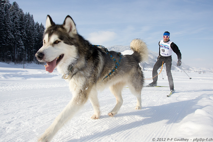 chiens de traineau - Studen 2012