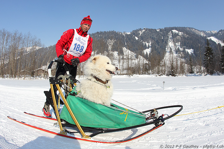 Chiens de traineau, Lenk 2012