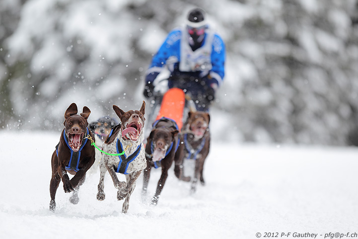 championnat d'Europe de chiens de traineau - Les Fourgs