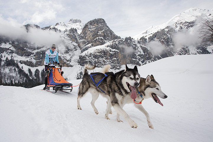 chiens de traîneaux - Kandersteg 2015